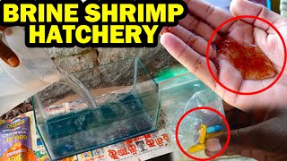 Brine Shrimp Hatchery at Home Easy Method  Vedha Fish Farm [upl. by Susanna]