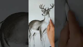 How to draw a deer art of white deer realistic sketch of deer shorts [upl. by Noid]