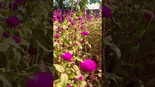 Gomphrena🥀gomphrena gardening shortvideoviralshortytshortsvideoytviralytviralvideoviralvideo [upl. by Verbenia766]