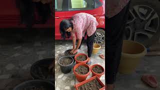 Our Gardening plants minivlog [upl. by Anniram]