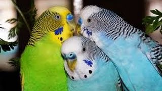 Budgerigar Chirping [upl. by John]