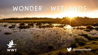 What are wetlands  WWT [upl. by Alano391]