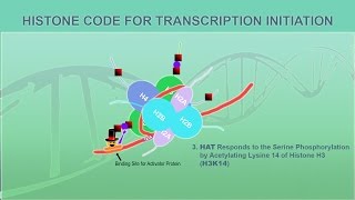 Eukaryotic Gene Regulation  Chromatin [upl. by Notsuh]