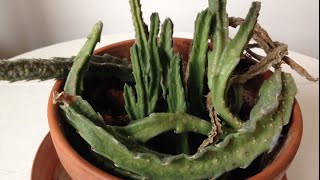 SOS Saving a Sad Stapelia grandiflora [upl. by Irianat]