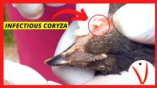 CORYZA in Chicken Signs Symptoms Treatment amp Management of the eye [upl. by Roswald792]