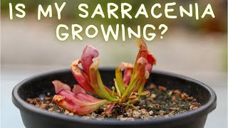 Sarracenia Purpurea 60 Day Update American Pitcher Plant Growth amp Care  Soil Lighting amp Water [upl. by Imehon]