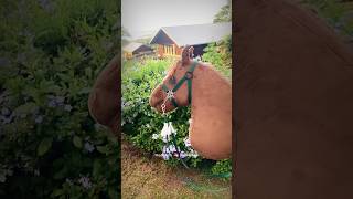 Whos hackamore is this 🤭hobbyhorsecomunity fypシviral newhorse [upl. by Fernandes]