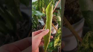 philodendron billietiae variegated unfurling philodendronbillietiaevariegated philodendron [upl. by Boucher]