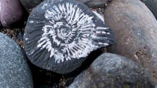 shorts FOSSIL FIND [upl. by Phillips]