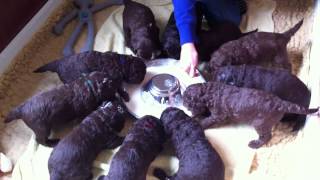 Nestje 2013  Week 3 video 2  Freonskip Australian Labradoodles [upl. by Aieka]