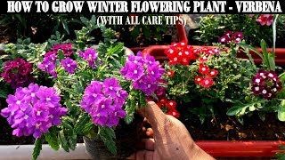 How To Grow Flower Plants At HomeVerbena [upl. by Agamemnon854]