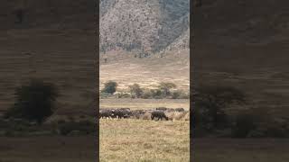 Beautiful Tanzania Ngorongoro Crater animals wildlife lion [upl. by Nael]