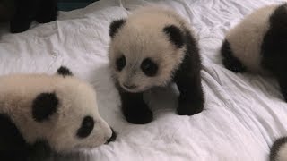 Baby panda nursery  Operation Wild Series 1 Episode 1  BBC [upl. by Purdy234]