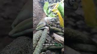 Feeding My Whites Tree Frogs 🦗🐸😮 shorts [upl. by Harragan]