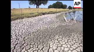 The historic drought in Texas is changing the behavior of the stars of one of the states natural su [upl. by Mahtal]