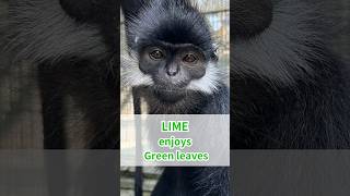 Lime the Francoiss Langur enjoyed some green leaves🌿✨Bon Appétit animalasmr monkeyvideo zoo [upl. by Elokkin]