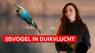 Duikende IJSVOGEL FOTOGRAFEREN met Kimberly  How Its Made  Zoomnl  3 [upl. by Nahgeam209]