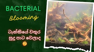 ටැන්කියේ බැක්ටීරියා හැදිලා bacteria plantedtank bacteriablooming 🐟🥲 remove bacterial blooming [upl. by Aneeh]