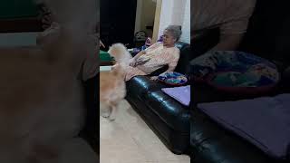 MICKY PAMIT PULANG KE OMA 😡💥 anjing golden retriever [upl. by Anair]