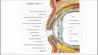 oog anatomie en fysiologie [upl. by Clercq]