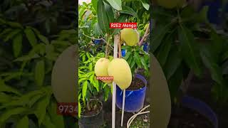 R2E2 mango farming contact 9734307077 fruit farming mango [upl. by Recha]