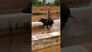 Kambala kambula trending today training [upl. by Anatol]