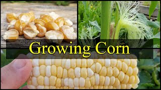 Growing Corn  The Definitive Guide For Beginners Part 1 [upl. by Eihctir]