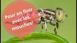 astuce naturel anti mouche fait maison [upl. by Irfan]