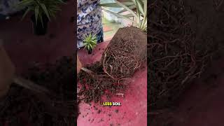 🌱✨Silver Yucca Propagation StepbyStep Tutorial🌵🪴 yucca gardeningtips shorts [upl. by Fernande]