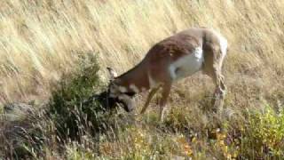 Pronghorn Antelope scentmarking bush Antilocapra americana [upl. by Neyrb934]