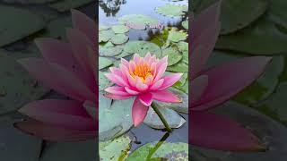 Water Lilly flowers nature lilly viralvideo gardening [upl. by Duncan]