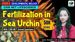 FERTILIZATION IN SEA URCHINS  CSIR NET LIFESCIENCE  DEVELOPMENTAL BIOLOGY [upl. by Lamhaj]