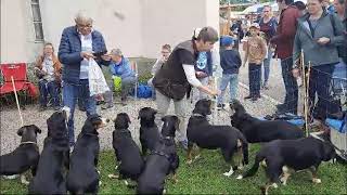 Entlebucher Sennenhunde am Kräuter und Wildpflanzenmarkt in Escholzmatt [upl. by Saxet]