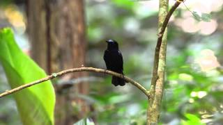 Whitetailed Robin subadult male singing [upl. by Anade]