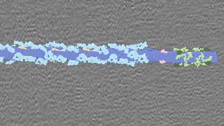 3D Structure of the Sarcomere Showing Thick and Thin Filaments [upl. by Pearlstein439]