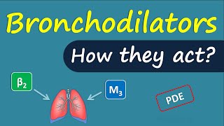 How bronchodilators act  Mechanism and drug targets [upl. by Yderf]