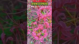 식물 상사화 Lycoris squamigera [upl. by Hterag]