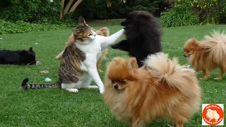 Pomeranian dogs and puppies play with the cat AnjulaPomeranians [upl. by Ariik]