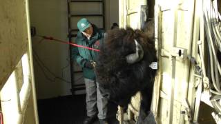 Tagging Wood Bison [upl. by Eninaj]