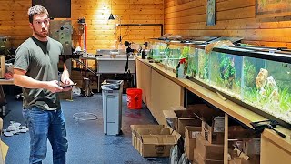 We Did it Day 3  Fish Room Update Ep 133 [upl. by Jaymee]