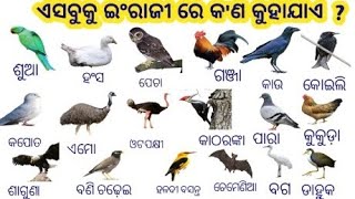 Birds name odia to English gk odia sadarana gayana please subscribe 🙏🌷 [upl. by Hughett]