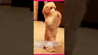 Five Cavachon Qualities That Make Them Pawfect Pals cutedog pets doglover dog cutepets [upl. by Gregorio799]