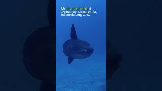 Giant sunfish at 40 m nusapenida bali scubadiving [upl. by Perni]