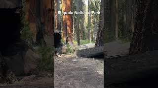 Friendly Mule Deer in Sequoia National Park shorts [upl. by Ddart]