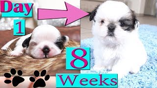 Shih Tzu Growing Up  Day 1 to Week 8  Puppy Transformation  TOO CUTE [upl. by Nelson]