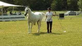 The Arabian Horse  Myth Legend and Reality [upl. by Gariepy47]