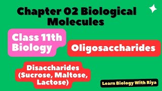 27 Disaccharides Biochemistry  Oligosaccharides biochemistrySucroseBiomolecules class 11 biology [upl. by Oicnerolf]