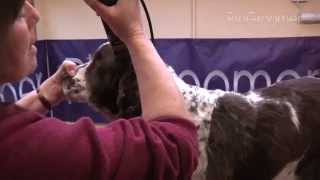 Grooming Guide  English Springer Spaniel  PetSalon  ProGroomer [upl. by Uzzia]