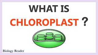 Chloroplast  Location Characteristics Structure amp Function [upl. by Einohpets]