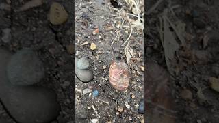 Come along with us to find this fantastic red and white banded Lake Superior agatewow gems agate [upl. by Raffo451]